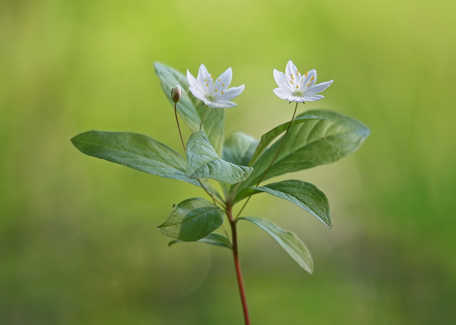 Изображение особи Trientalis europaea.