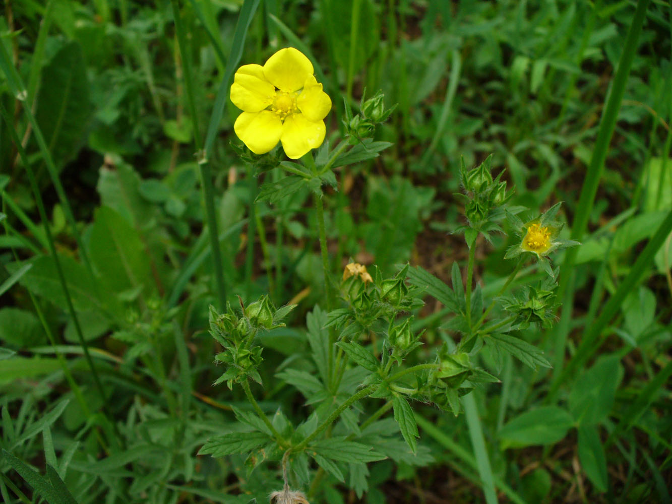 Image of genus Potentilla specimen.