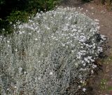 Cerastium tomentosum. Цветущее растение ('Silberteppich'). Германия, г. Дюссельдорф, Ботанический сад университета. 02.06.2014.
