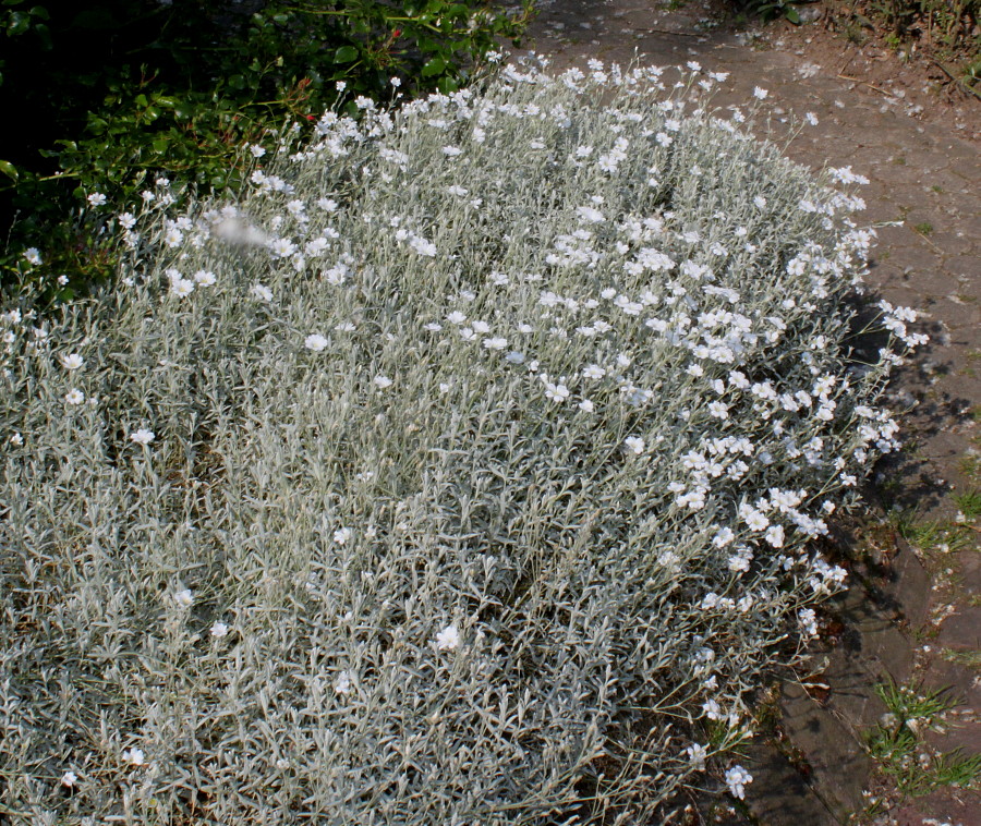 Изображение особи Cerastium tomentosum.