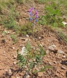 Oxytropis knjazevii