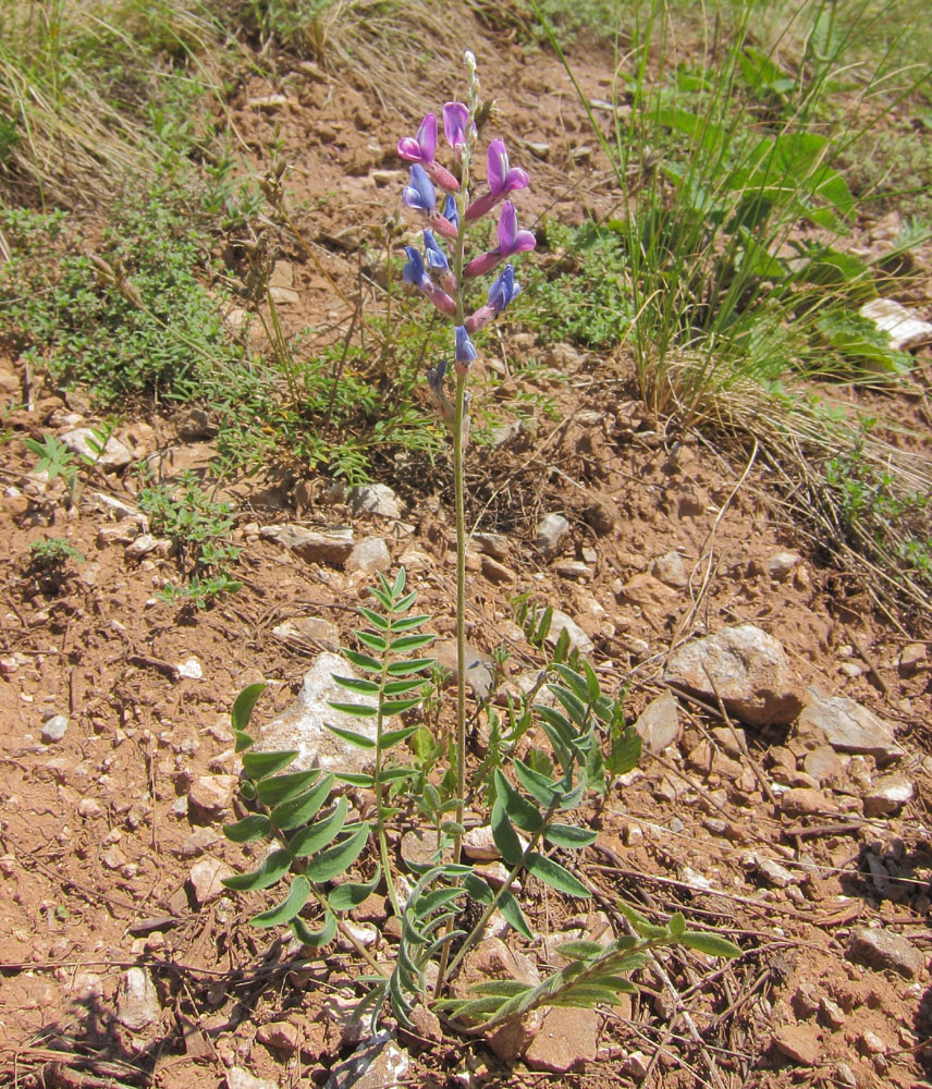 Изображение особи Oxytropis knjazevii.