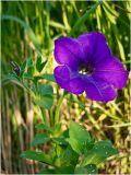 Petunia × hybrida. Цветущее растение на клумбе, окр. Красноярска, садовый участок. 28.06.2014.
