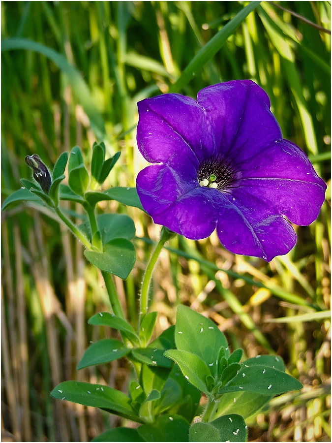 Изображение особи Petunia &times; atkinsiana.
