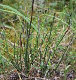 Equisetum hyemale. Растение в брусничном сосняке. Юг Пинежского р-на Архангельской обл., середина августа.