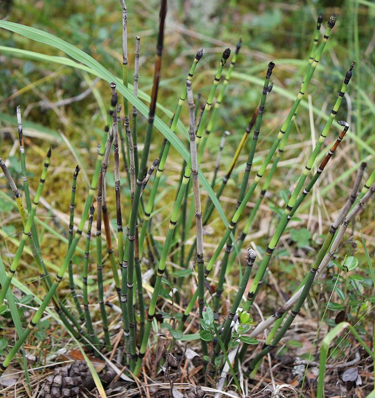 Изображение особи Equisetum hyemale.