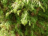 Juniperus communis