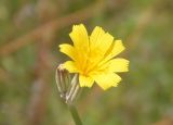 Image of taxon representative. Author is Сергей Одинец