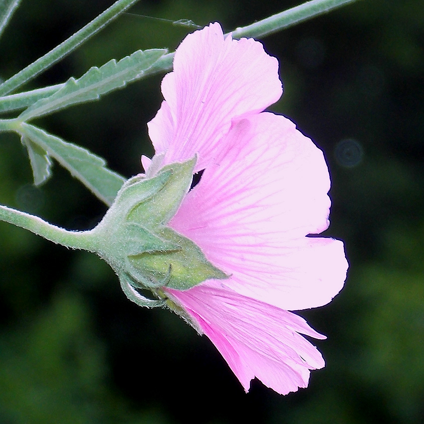 Изображение особи Althaea cannabina.