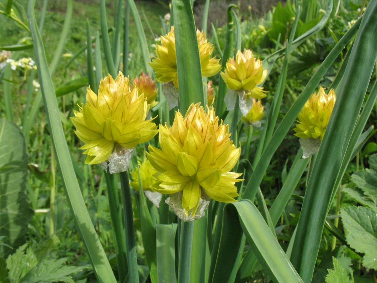 Изображение особи Allium semenowii.