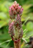 Astilbe chinensis. Развивающееся соцветие. Германия, г. Дюссельдорф, Ботанический сад университета. 03.06.2014.