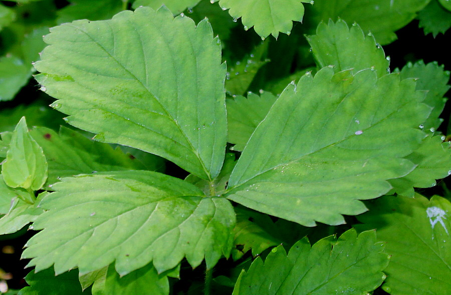 Изображение особи Fragaria virginiana.