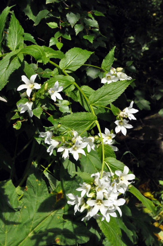 Image of Gadellia lactiflora specimen.