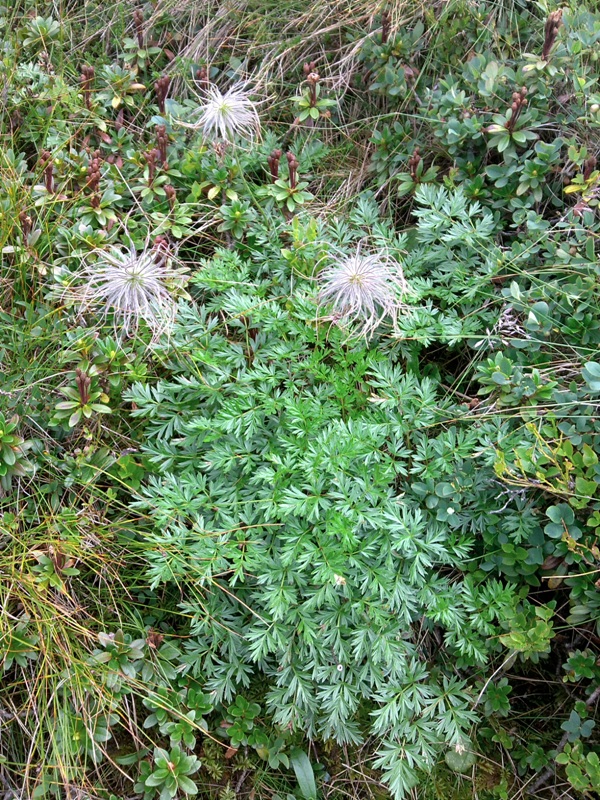 Изображение особи Pulsatilla scherfelii.