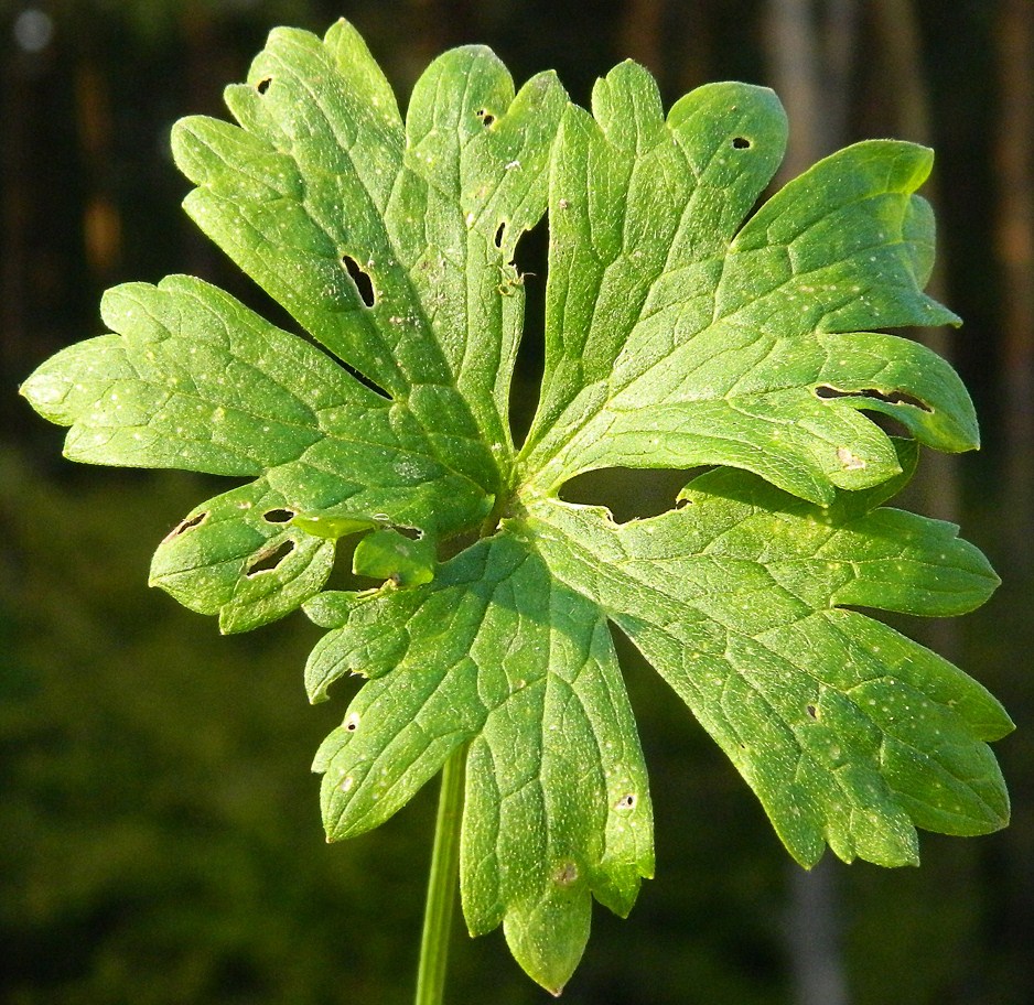 Image of genus Ranunculus specimen.
