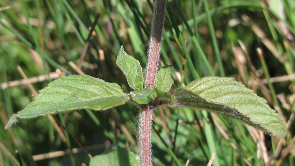 Image of Mentha &times; dumetorum specimen.