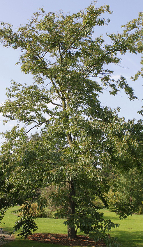 Image of Diospyros lotus specimen.