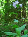 Campanula trachelium