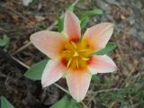 Tulipa berkariensis Rukšāns × Tulipa greigii Regel