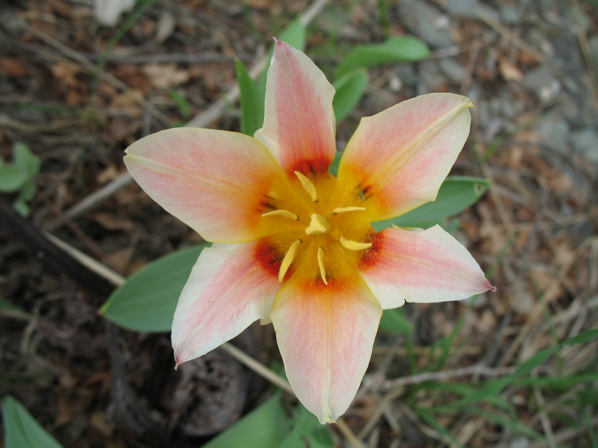 Image of genus Tulipa specimen.