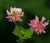 Trifolium hybridum. Соцветие. Московская обл., Раменский р-н, окр. ж.-д. платформы Хрипань, просека под ЛЭП. 15.07.2014.