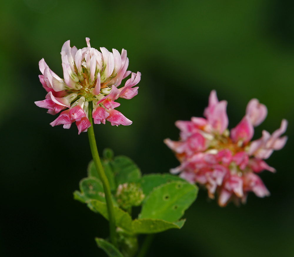 Изображение особи Trifolium hybridum.