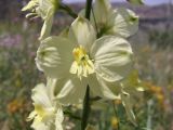 Delphinium semibarbatum