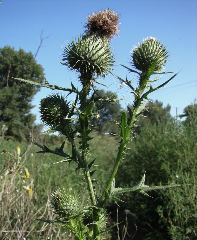 Изображение особи Cirsium vulgare.