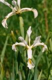 Iris pseudonotha