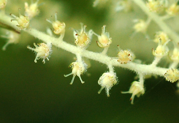 Image of Aruncus dioicus specimen.
