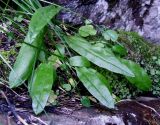 Rumex acetosa