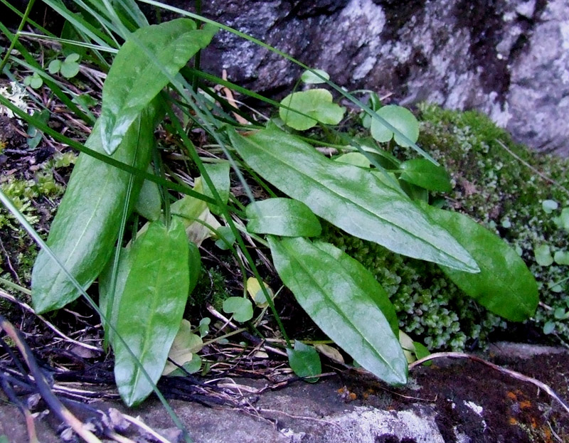 Изображение особи Rumex acetosa.