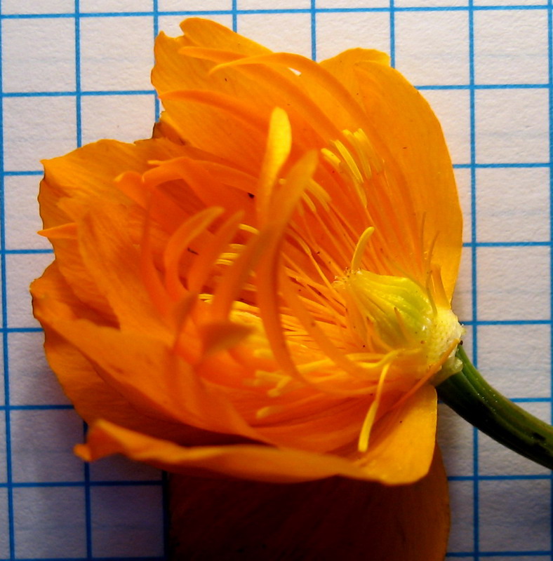 Image of Trollius vitalii specimen.