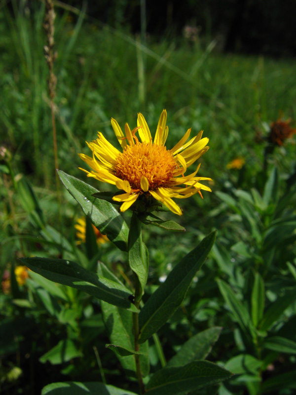 Изображение особи Inula salicina.