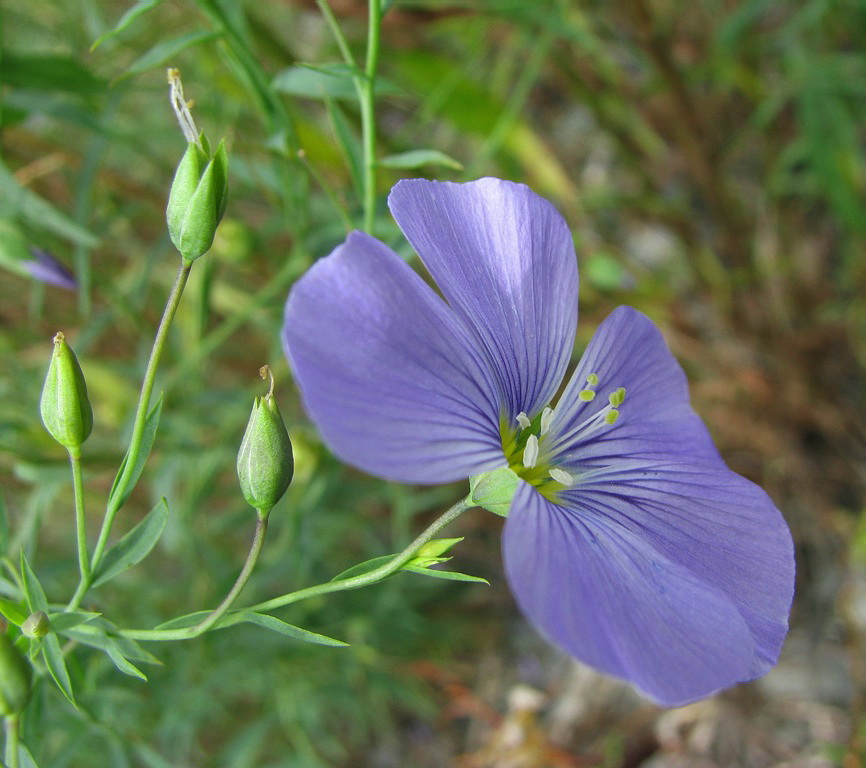 Image of Linum komarovii specimen.