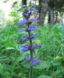 Ajuga reptans