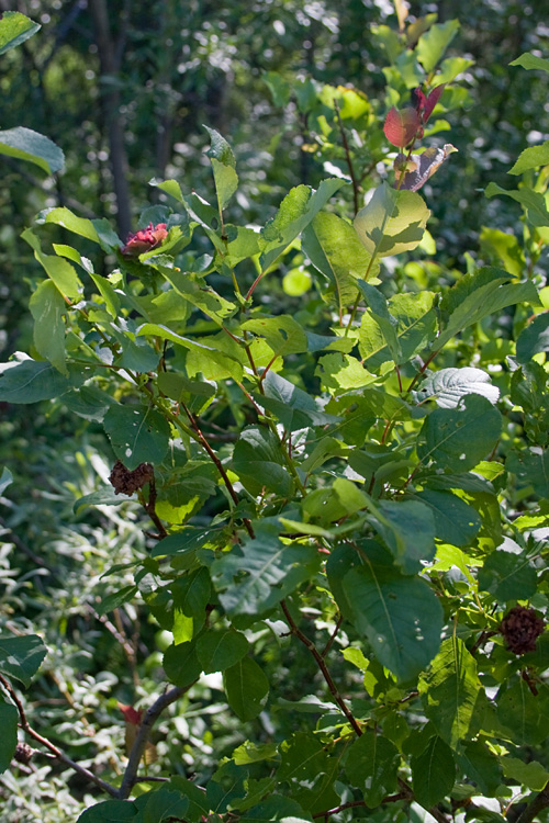 Image of Salix pyrolifolia specimen.