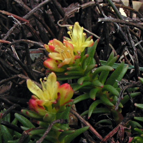 Image of Rhodiola quadrifida specimen.