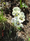 Viola altaica