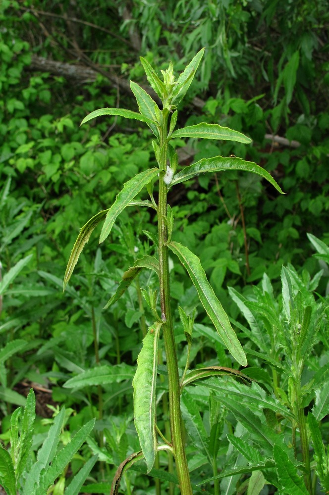 Изображение особи Cirsium setosum.