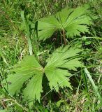 Aconitum septentrionale. Листья в нижней части побега. Иркутская обл., Иркутский р-н, окр. пос. Большая Речка, опушка леса. 28.07.2014.