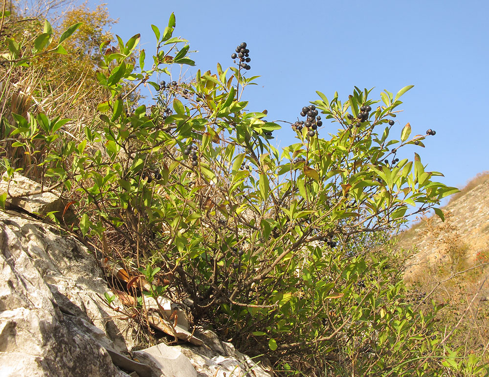 Изображение особи Ligustrum vulgare.