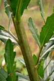 Cirsium setosum. Часть стебля. Новгородская обл., Боровичский р-н, юго-восточнее дер. Селино, луг. 11.07.2015.