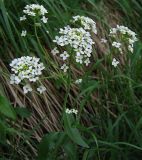 Eutrema integrifolium