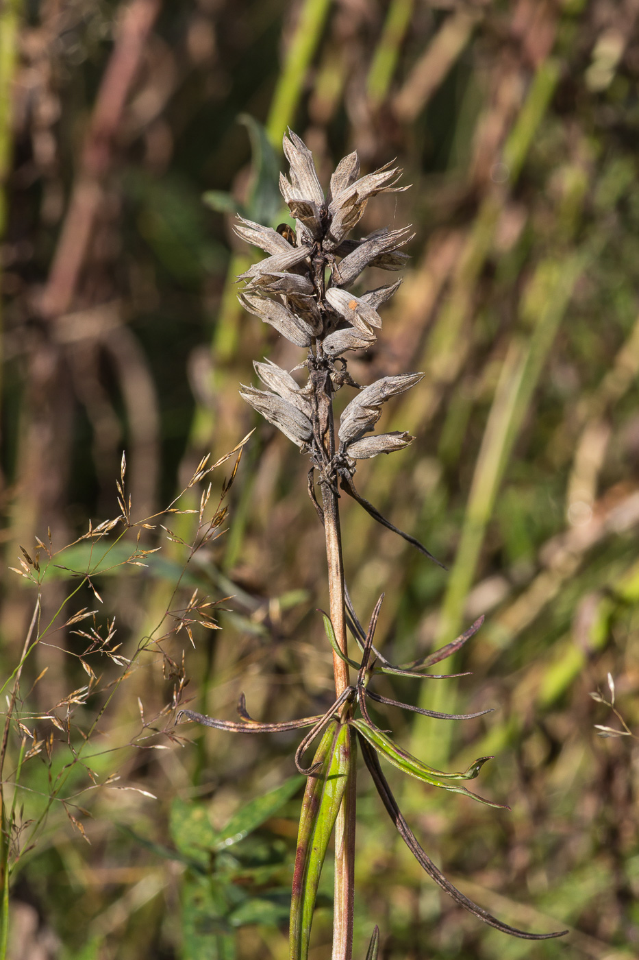 Изображение особи Dracocephalum ruyschiana.