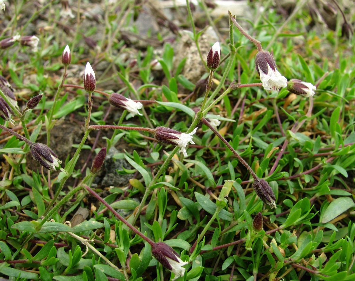 Изображение особи Dichodon cerastoides.