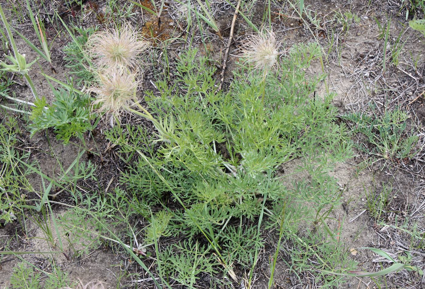 Image of Pulsatilla turczaninovii specimen.