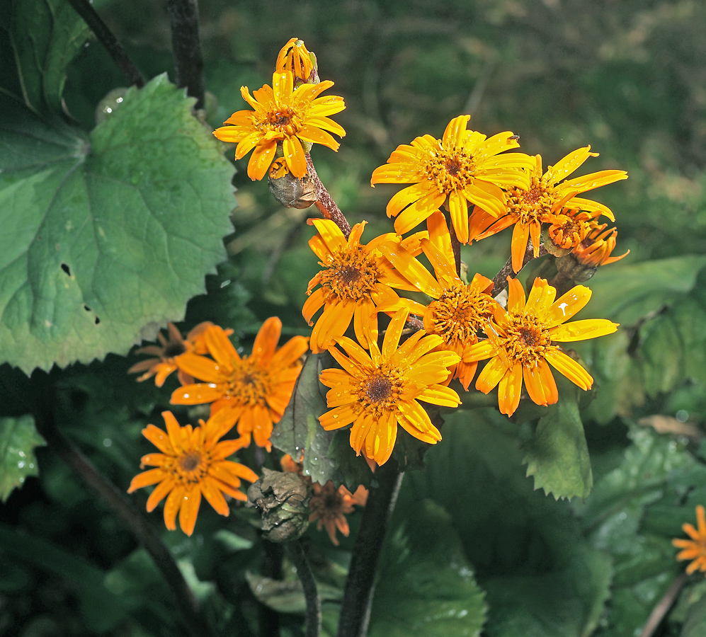 Image of Ligularia dentata specimen.