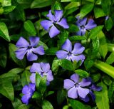 Vinca minor