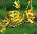 род Forsythia. Часть побега с цветками. Московская обл., Раменский р-н, окр. дер. Хрипань, садовый участок. 11.05.2015.